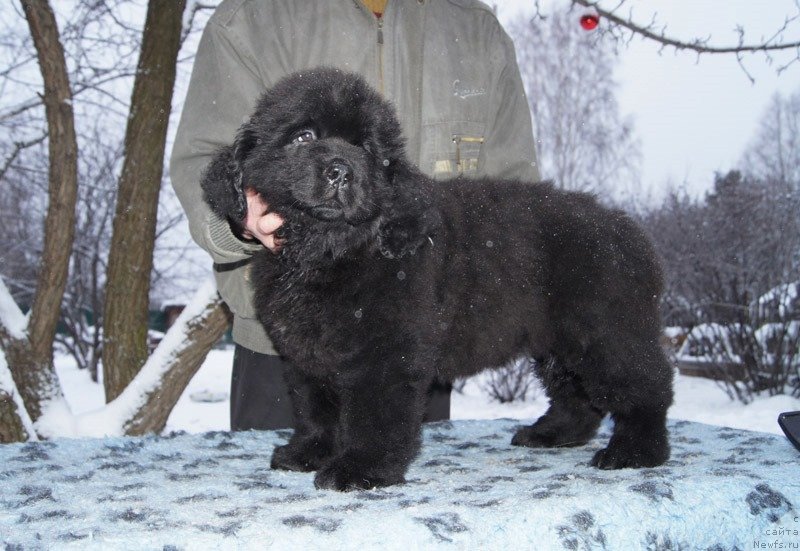 Фото: ньюфаундленд Супер Бизон Латино
