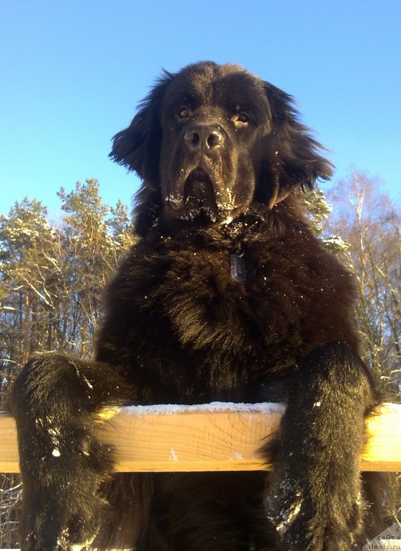 Фото: ньюфаундленд Черный Чанк с Берега Дона (Chernyj Chank s Berega Dona)