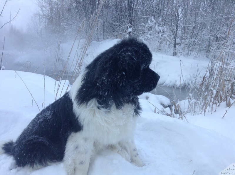 Фото: ньюфаундленд Аквиан Сонг Кроун Роял