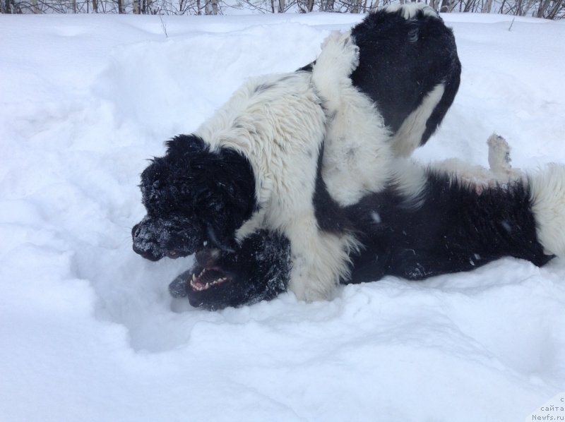 Фото: ньюфаундленд Аквиан Сонг Кроун Роял