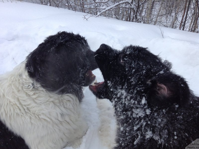Фото: ньюфаундленд Аквиан Сонг Кроун Роял