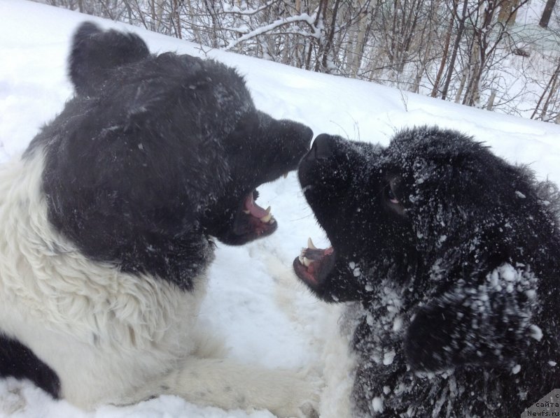 Фото: ньюфаундленд Аквиан Сонг Кроун Роял