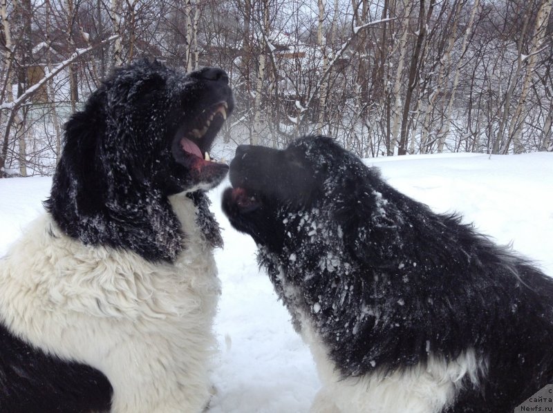 Фото: ньюфаундленд Аквиан Сонг Кроун Роял