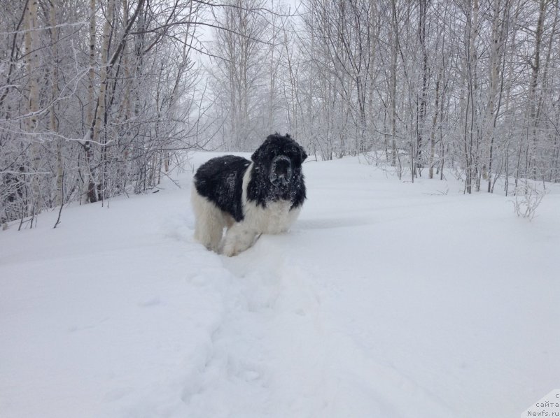 Фото: ньюфаундленд Аквиан Сонг Кроун Роял