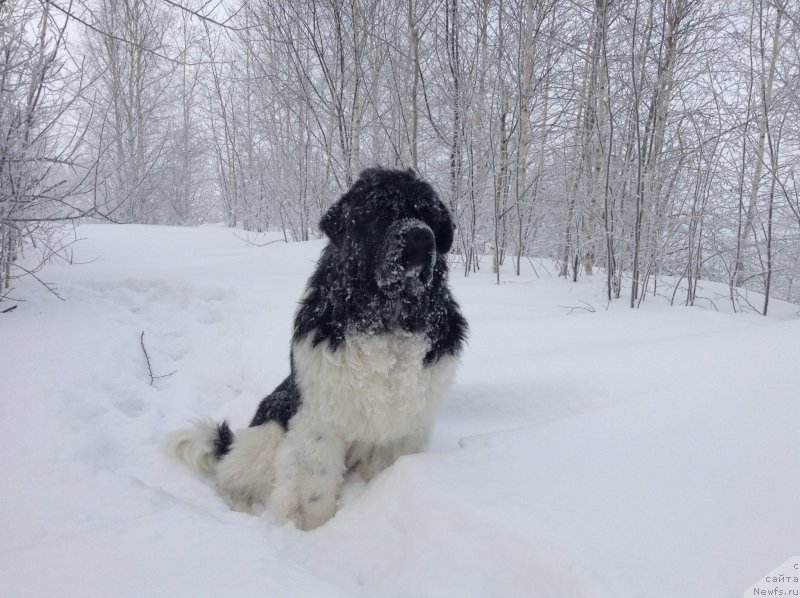 Фото: ньюфаундленд Аквиан Сонг Кроун Роял