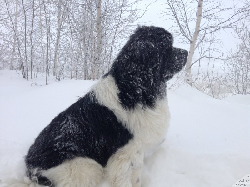 Фото: ньюфаундленд Аквиан Сонг Кроун Роял