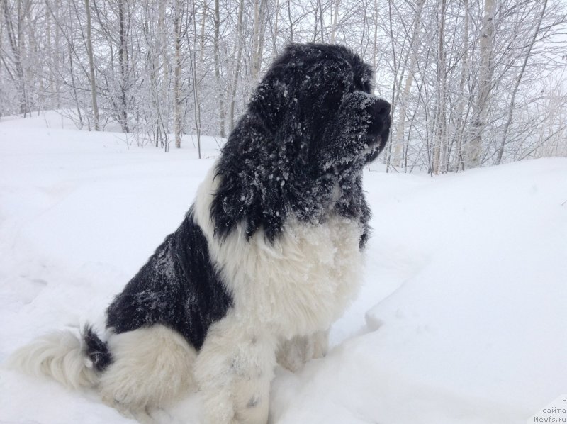 Фото: ньюфаундленд Аквиан Сонг Кроун Роял