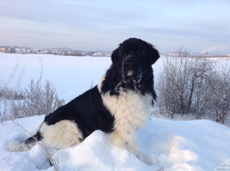 Фото: ньюфаундленд Аквиан Сонг Кроун Роял