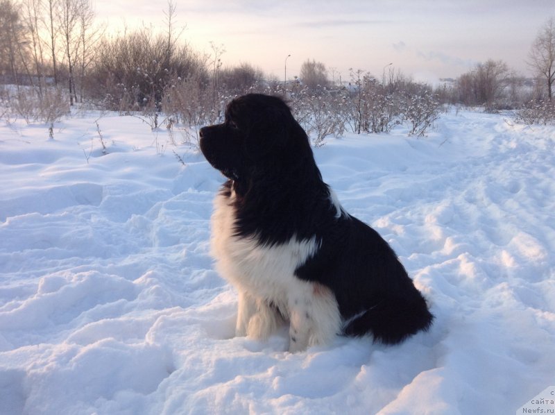 Фото: ньюфаундленд Аквиан Сонг Кроун Роял