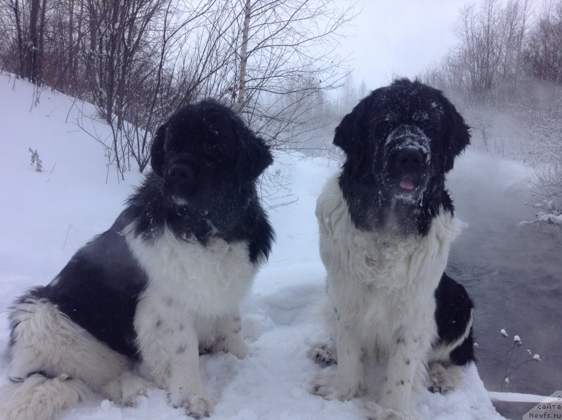 Фото: ньюфаундленд Отрада Чудная Моя из Тихого Омута