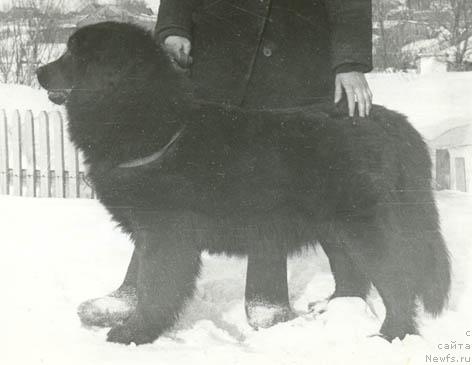 Фото: ньюфаундленд Вип Лина