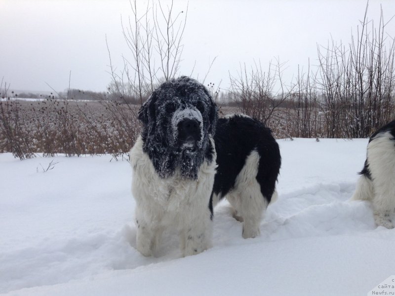 Фото: ньюфаундленд Отрада Чудная Моя из Тихого Омута