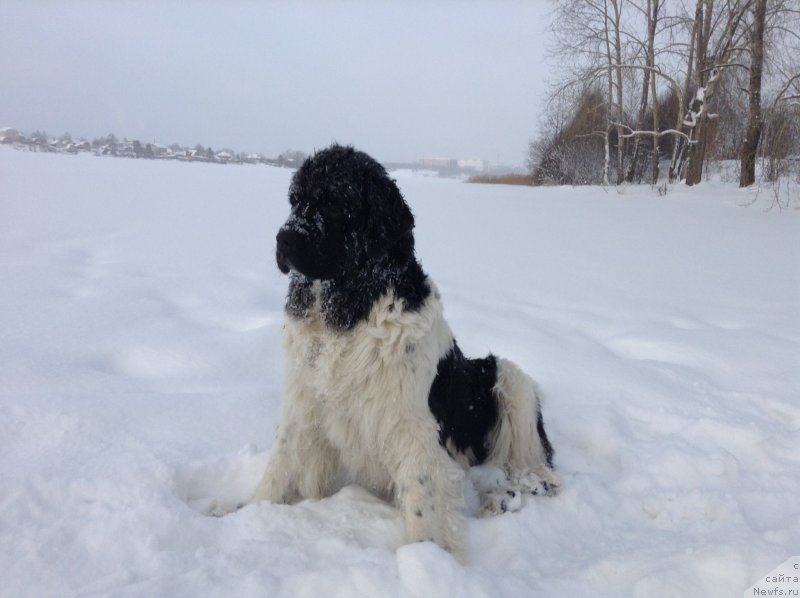 Фото: ньюфаундленд Отрада Чудная Моя из Тихого Омута