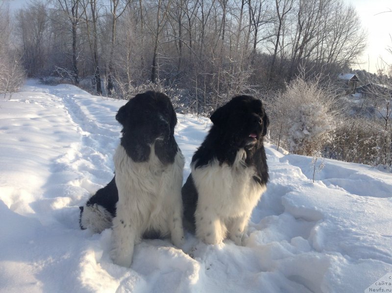 Фото: ньюфаундленд Отрада Чудная Моя из Тихого Омута