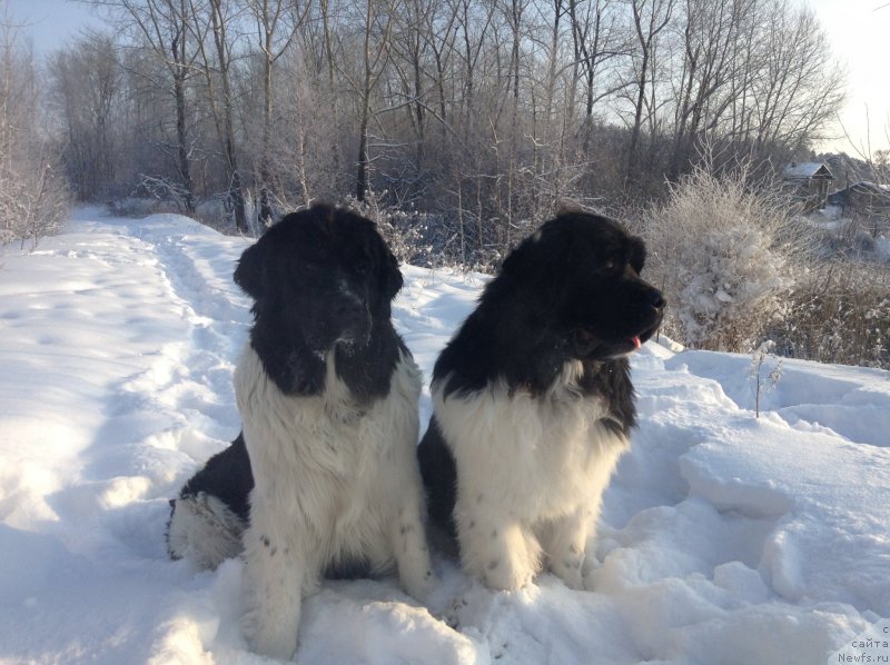 Фото: ньюфаундленд Отрада Чудная Моя из Тихого Омута