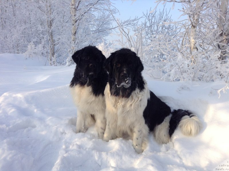 Фото: ньюфаундленд Отрада Чудная Моя из Тихого Омута