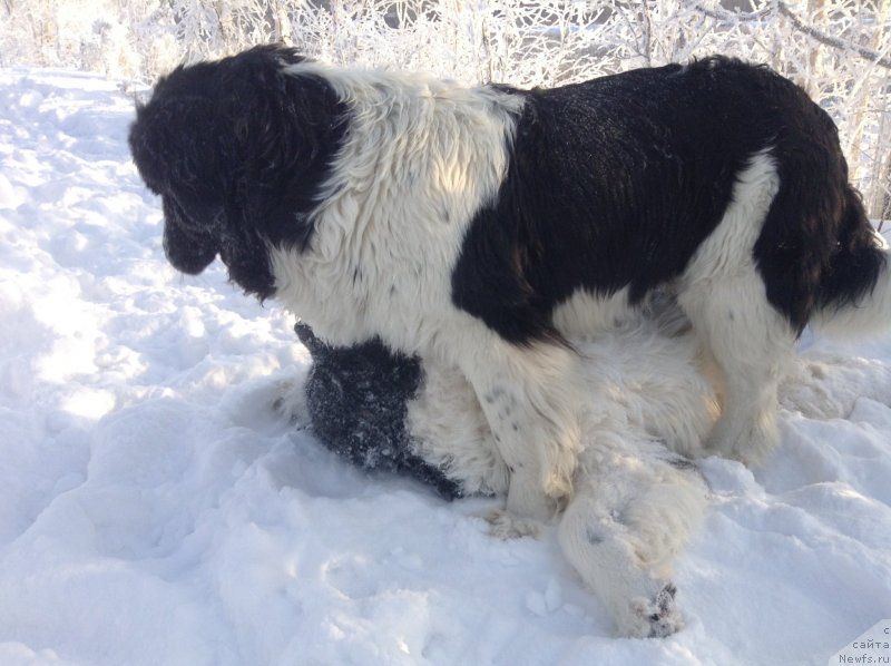 Фото: ньюфаундленд Отрада Чудная Моя из Тихого Омута