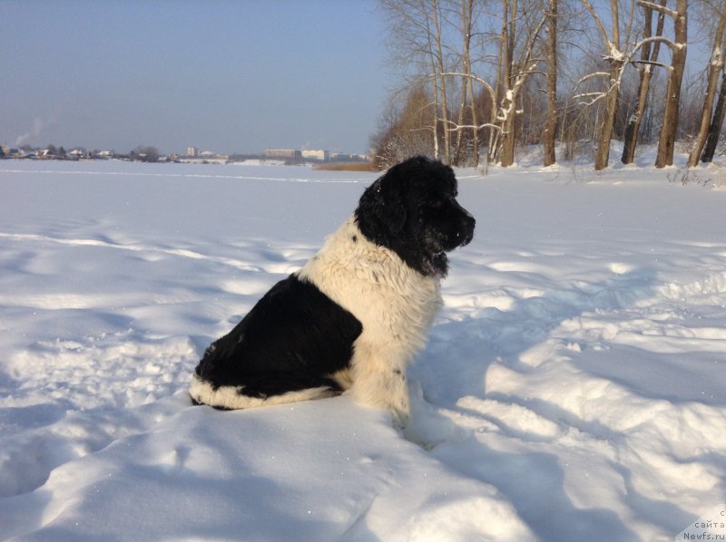 Фото: ньюфаундленд Отрада Чудная Моя из Тихого Омута