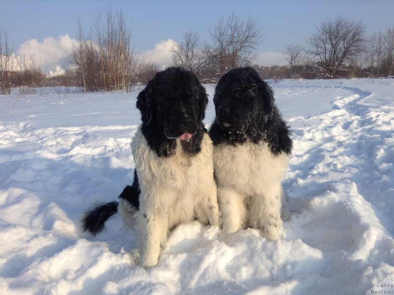 Фото: ньюфаундленд Отрада Чудная Моя из Тихого Омута