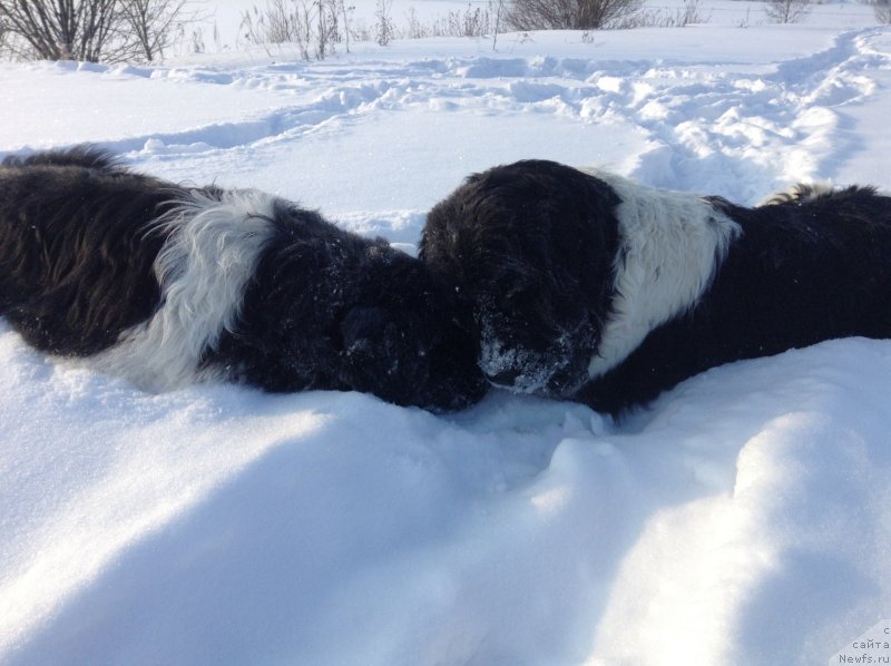 Фото: ньюфаундленд Отрада Чудная Моя из Тихого Омута