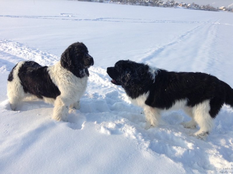 Фото: ньюфаундленд Отрада Чудная Моя из Тихого Омута