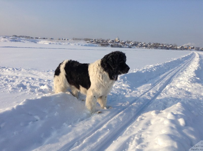 Фото: ньюфаундленд Отрада Чудная Моя из Тихого Омута