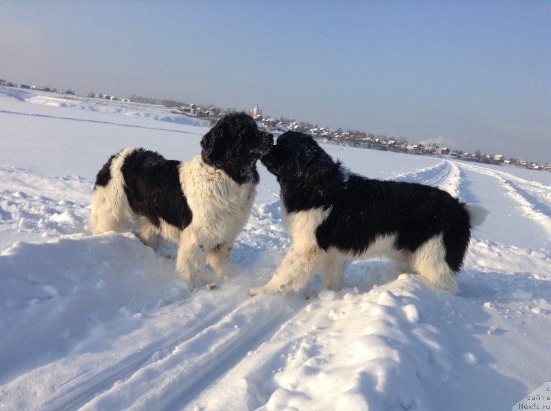 Фото: ньюфаундленд Отрада Чудная Моя из Тихого Омута