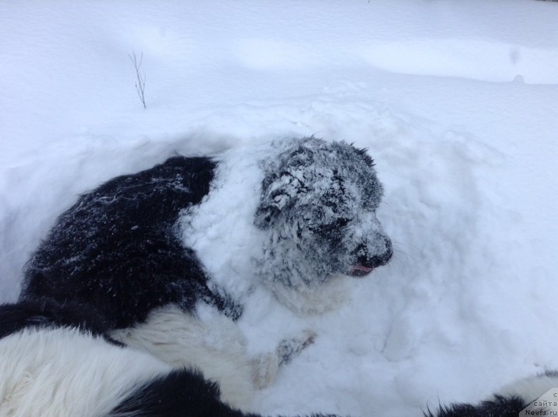 Фото: ньюфаундленд Аквиан Сонг Кроун Роял