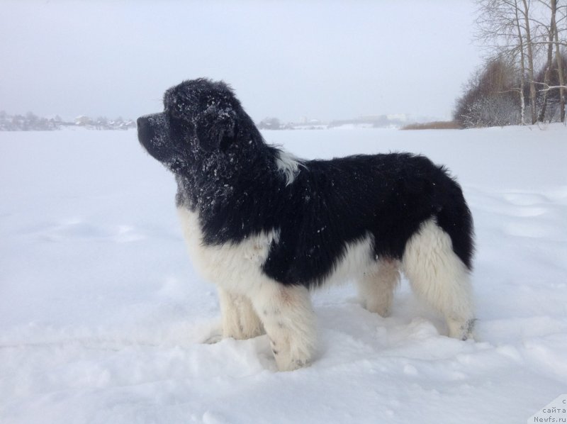 Фото: ньюфаундленд Аквиан Сонг Кроун Роял