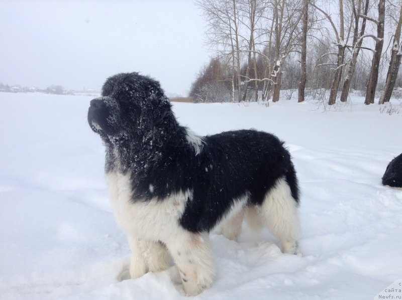 Фото: ньюфаундленд Аквиан Сонг Кроун Роял
