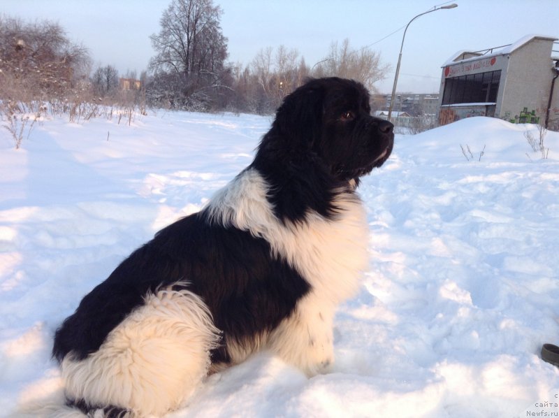 Фото: ньюфаундленд Аквиан Сонг Кроун Роял