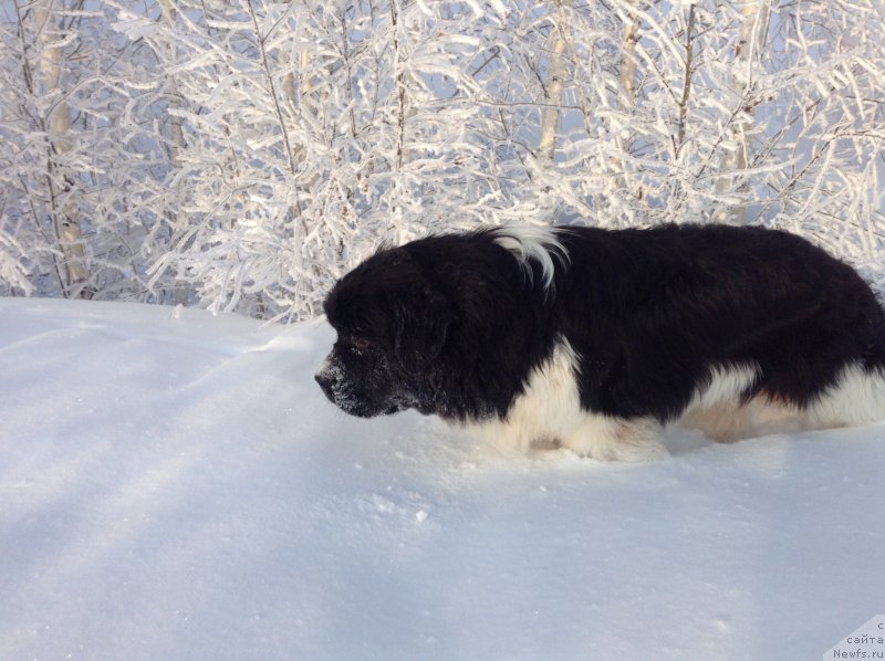 Фото: ньюфаундленд Аквиан Сонг Кроун Роял