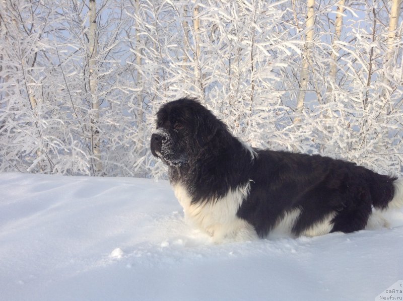 Фото: ньюфаундленд Аквиан Сонг Кроун Роял