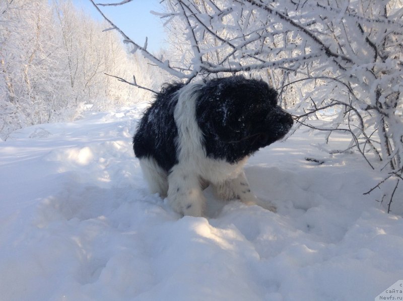 Фото: ньюфаундленд Аквиан Сонг Кроун Роял