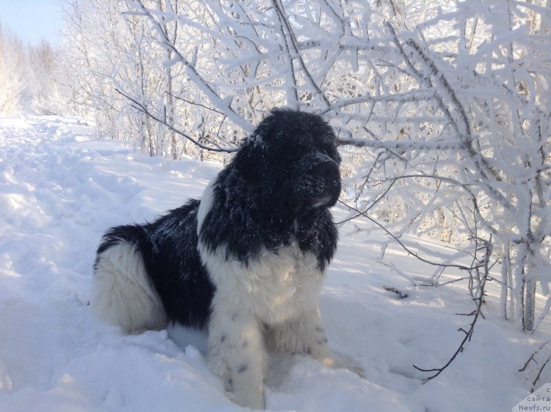 Фото: ньюфаундленд Аквиан Сонг Кроун Роял