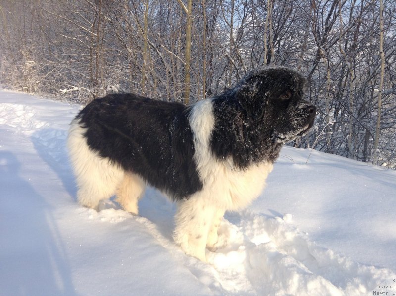 Фото: ньюфаундленд Аквиан Сонг Кроун Роял