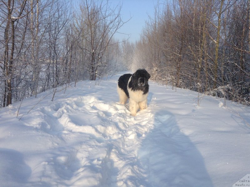Фото: ньюфаундленд Аквиан Сонг Кроун Роял