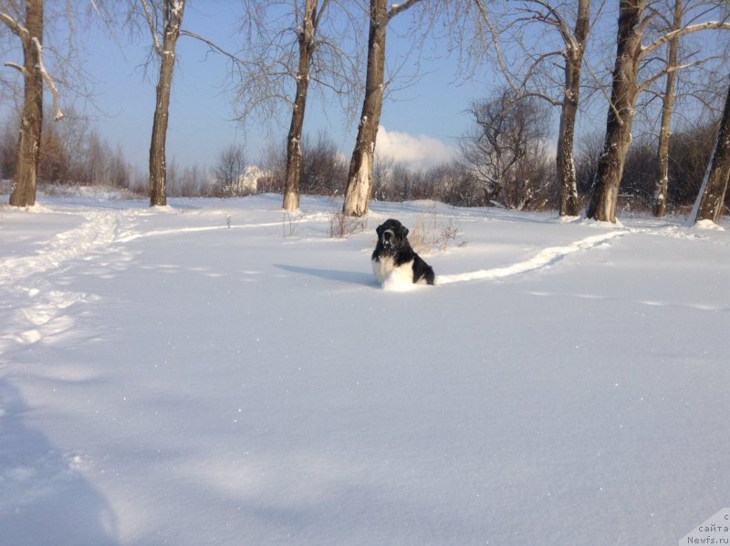 Фото: ньюфаундленд Аквиан Сонг Кроун Роял