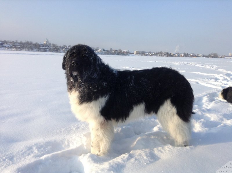 Фото: ньюфаундленд Аквиан Сонг Кроун Роял