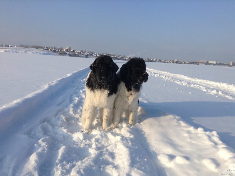 Фото: ньюфаундленд Аквиан Сонг Кроун Роял