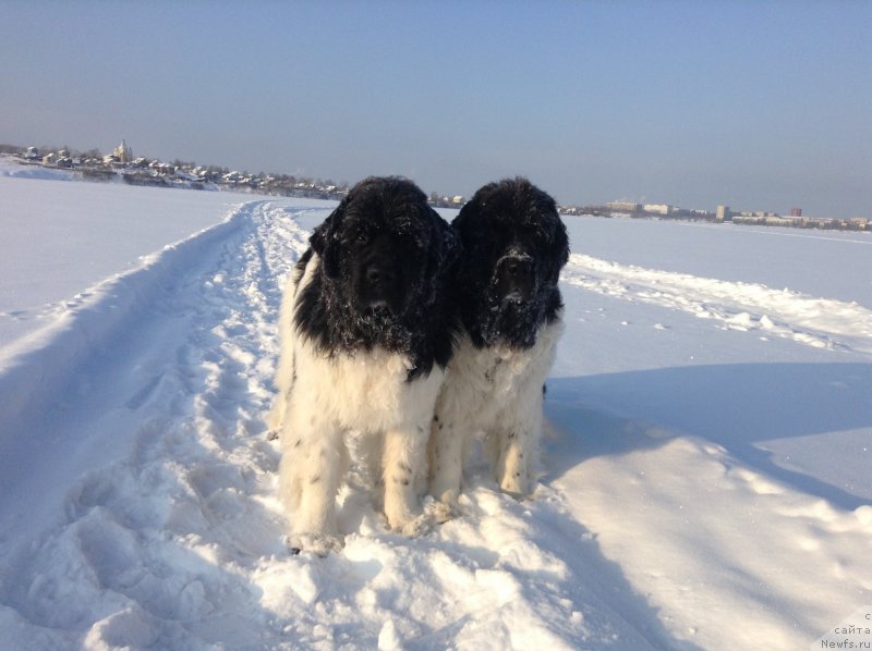 Фото: ньюфаундленд Аквиан Сонг Кроун Роял