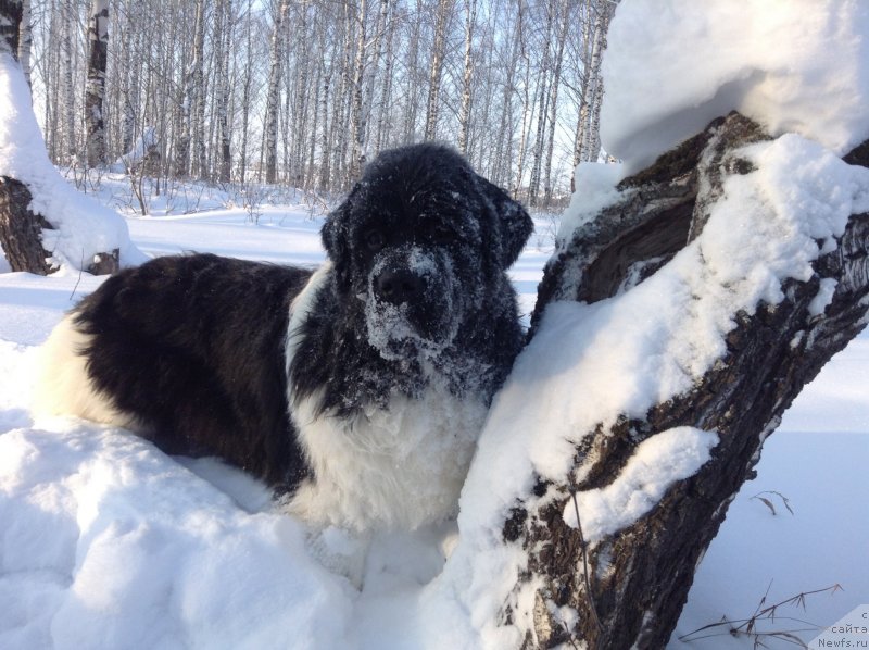 Фото: ньюфаундленд Аквиан Сонг Кроун Роял