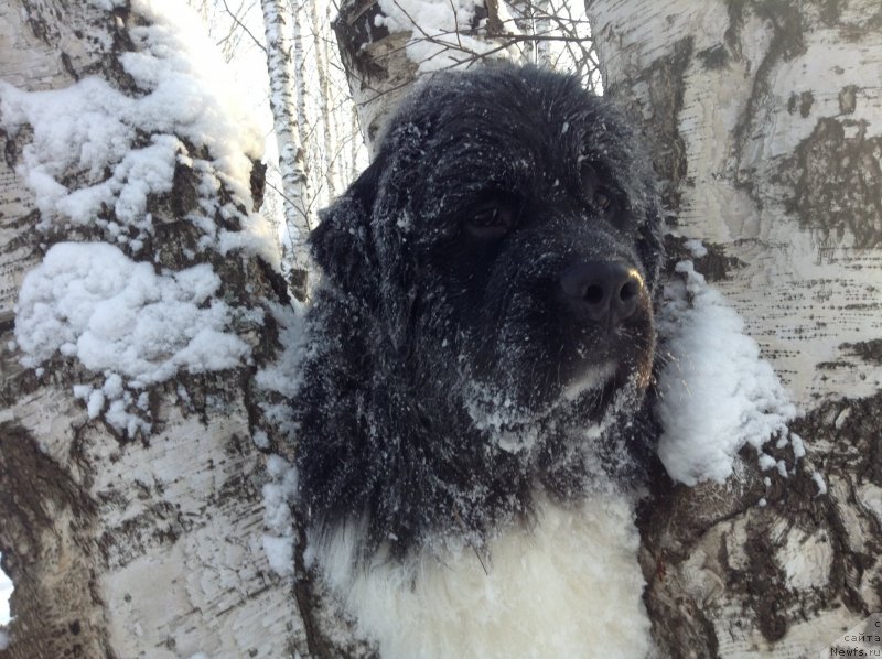 Фото: ньюфаундленд Аквиан Сонг Кроун Роял