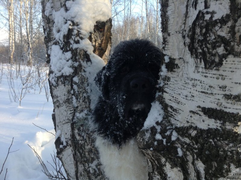 Фото: ньюфаундленд Аквиан Сонг Кроун Роял