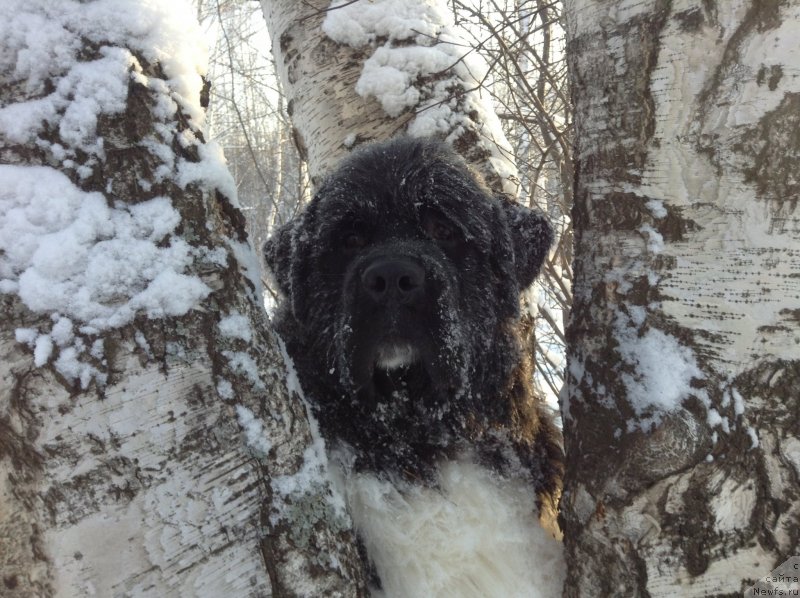 Фото: ньюфаундленд Аквиан Сонг Кроун Роял