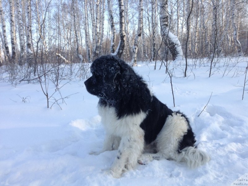 Фото: ньюфаундленд Аквиан Сонг Кроун Роял