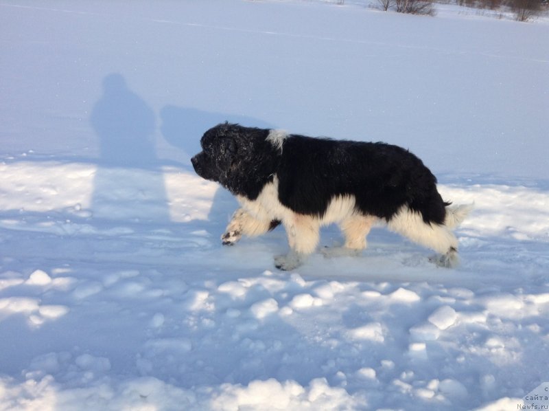 Фото: ньюфаундленд Аквиан Сонг Кроун Роял