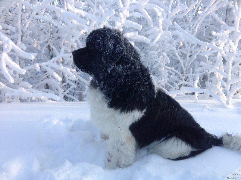 Фото: ньюфаундленд Аквиан Сонг Кроун Роял