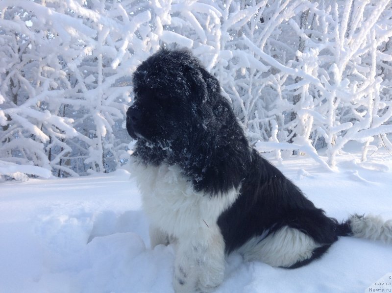 Фото: ньюфаундленд Аквиан Сонг Кроун Роял