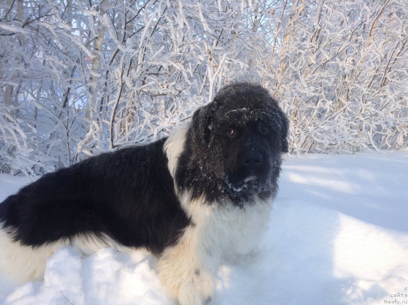 Фото: ньюфаундленд Аквиан Сонг Кроун Роял